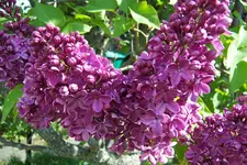 100_3833.webp