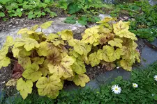 100_3849.webp