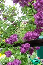 100_3852.webp