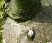 Mistel 01.jpg
