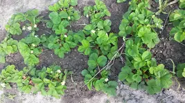 Erdbeeren und Knoblauch.webp