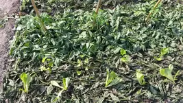 Salat-Pastinaken-Paradeiser.webp