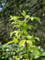 P1050180.webp