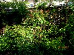 IMG_7689.JPG