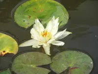 DSCI0973.webp