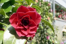 IMGP0487.webp