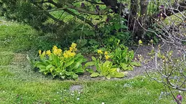 170501 Himmelsschlüssel.webp