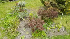 170501 Umpflanzungen Westbeet.webp