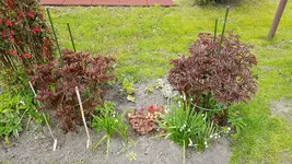 170501 Unteres Westbeet.webp