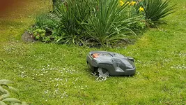 170501           noch über den Gänseblümchen.webp