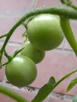 Himbeerrose Früchte.jpg