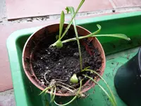 Mittagsblumen.webp