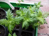 Tagetes.webp
