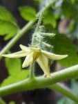 White Currant Blüte.jpg