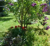 P1040804 Fliederbeet.webp