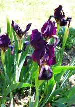 P1040782 Irisbeet.webp