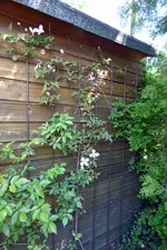 P1040780 Clematis an Hütte.webp