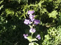 BILD6370.webp