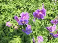 Bilda600.webp