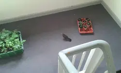 amsel.webp
