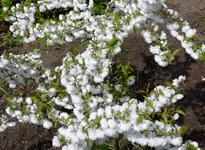 P1000616.webp