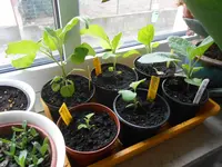 DSCN5198.webp