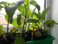 DSCN5194.webp
