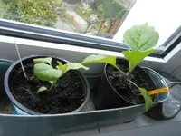 DSCN5197.webp