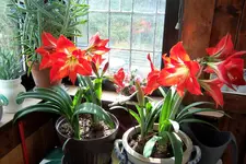 100_3860.webp