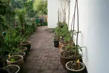 Tomaten0515 (1).webp