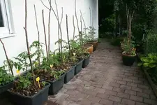 Tomaten0515 (2).webp