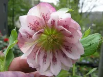 double ellen spottet pink_1067x800.JPG