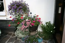 Einjährige0615.webp