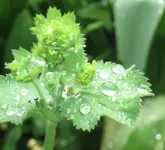 IMG_5955A-Frauenmatel im Regen.webp