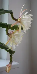 Epikaktu 01.webp