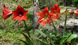 Ritterstern 01.webp