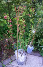 IMG_20170504_212742.JPG
