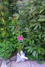 IMG_20170504_212823.JPG