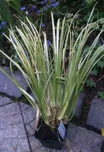IMG_20170504_212940.webp