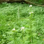 Knoblauchrauke 01.jpg