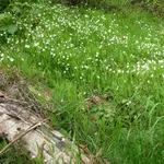 Sternmiere 01.jpg