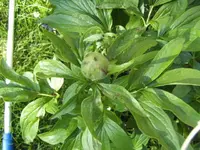 BILD6369.webp