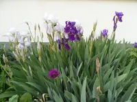 SAM_7934.webp