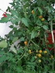 Tomaten im Kisterl 002.JPG