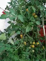 Tomaten im Kisterl 002.JPG