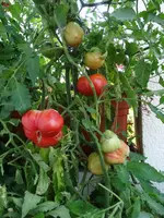 Tomaten 001.jpg