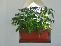 Garten 8. Juni 2015 001.JPG