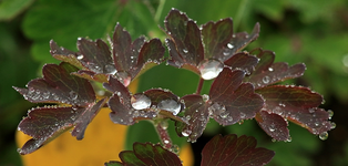 Akelei_combine_Tropfen_makro_700.webp