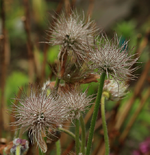 Küchenschelle_weiss_whithered_Regentropfen_makro4_700.JPG