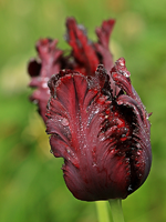 Tulpe_dunkelrot_fransig_Wassertropfen_makro_800.JPG